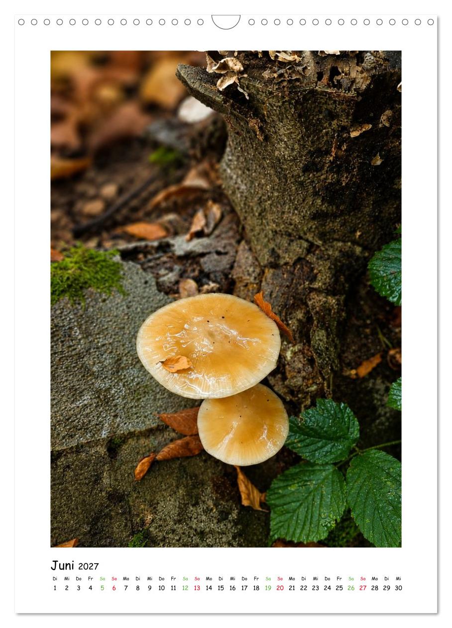 Pilze im Herbstkleid