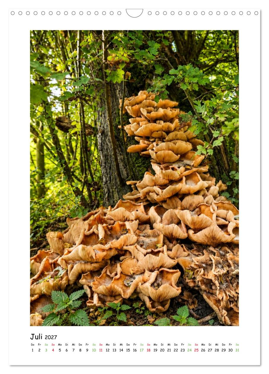 Pilze im Herbstkleid