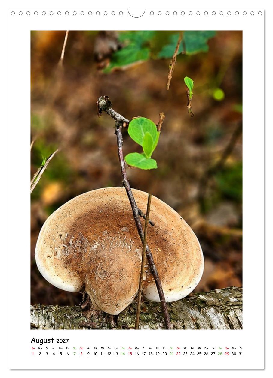 Pilze im Herbstkleid