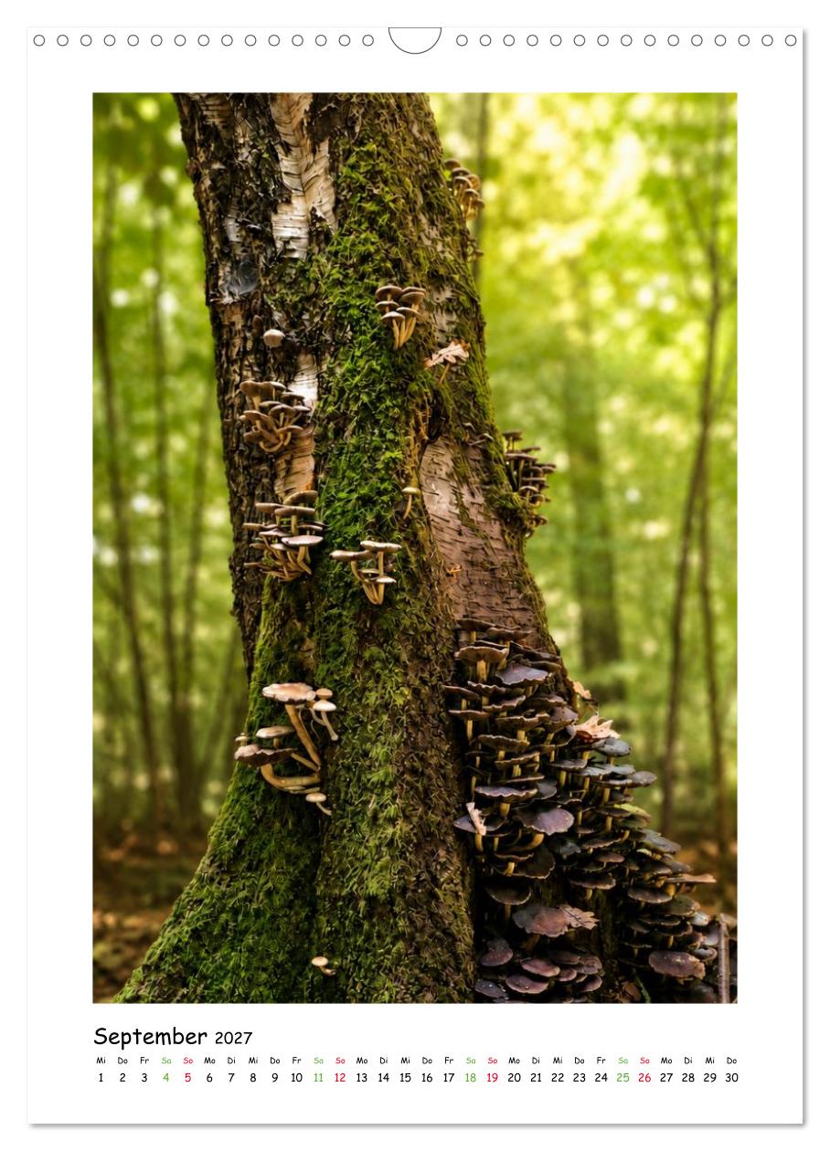 Pilze im Herbstkleid