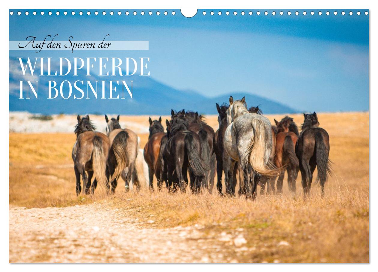 Auf den Spuren der Wildpferde in Bosnien