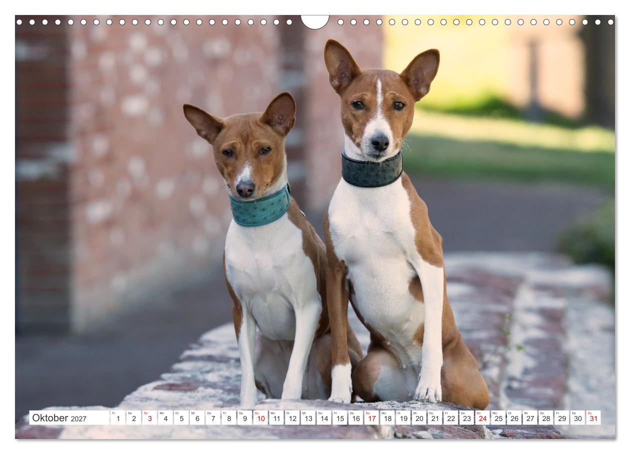 Vielseitige Basenjis