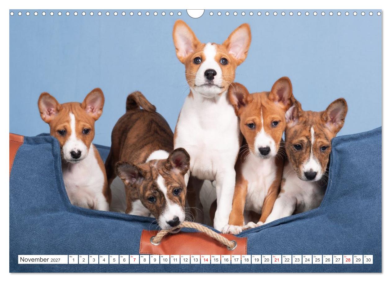 Vielseitige Basenjis