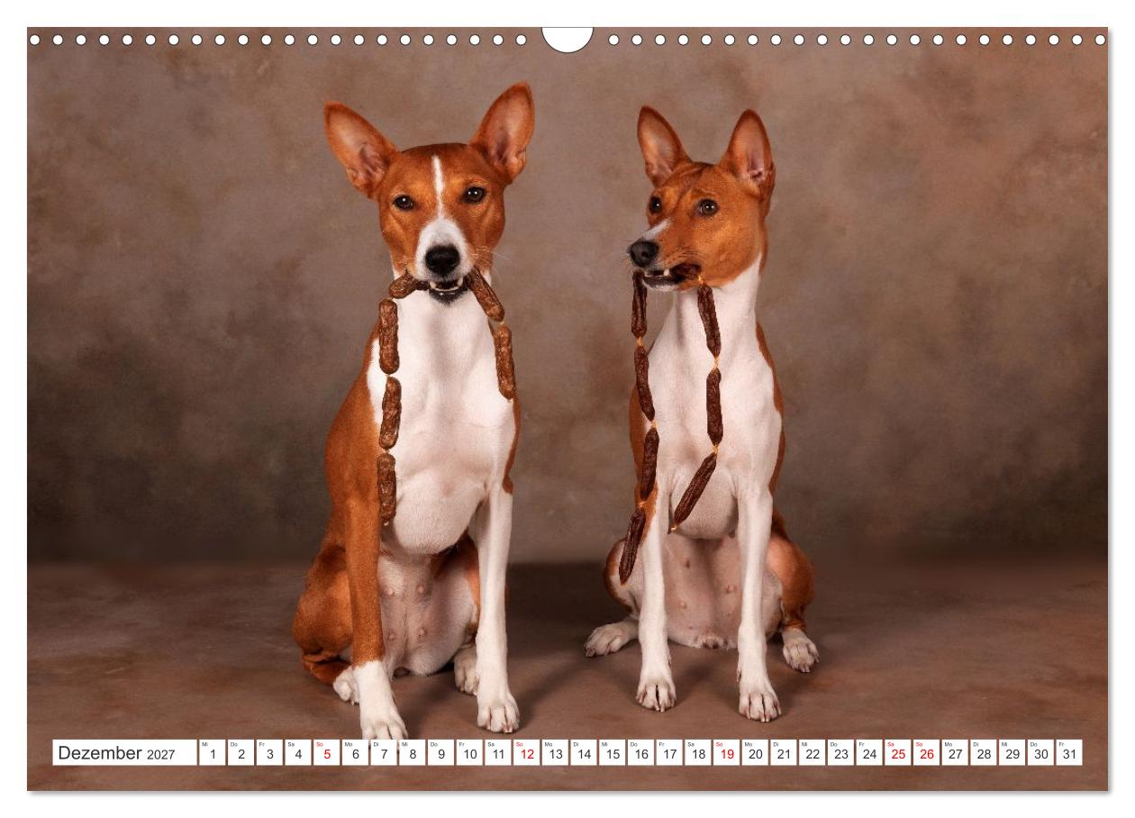 Vielseitige Basenjis