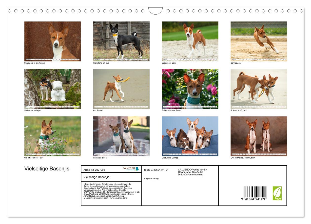 Vielseitige Basenjis