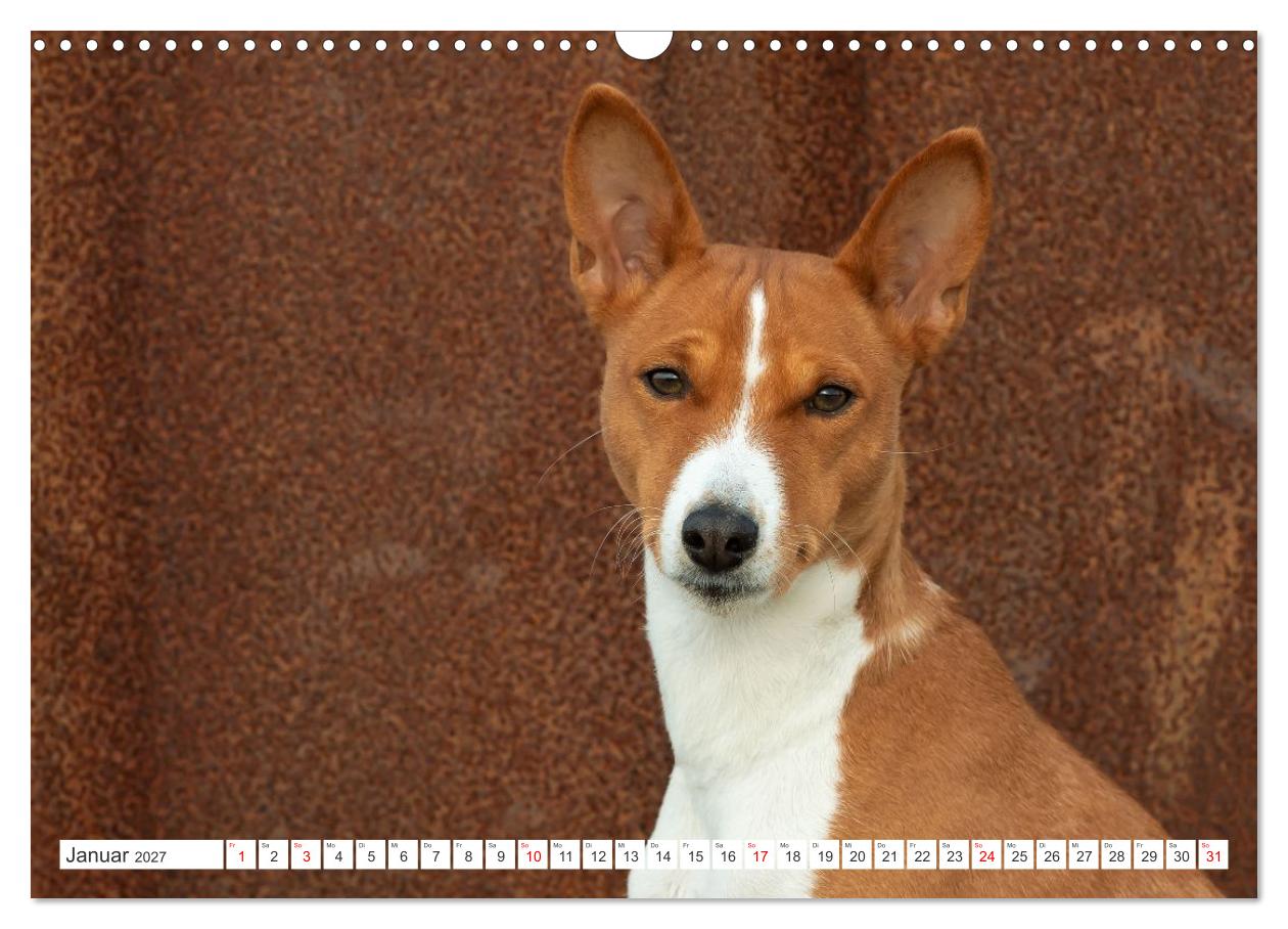 Vielseitige Basenjis