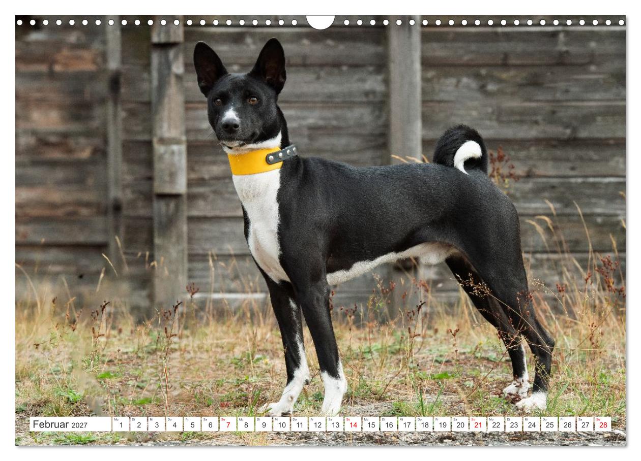 Vielseitige Basenjis