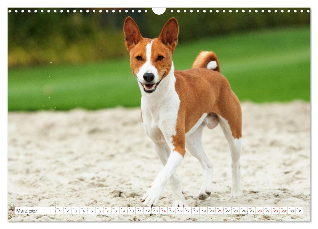 Vielseitige Basenjis