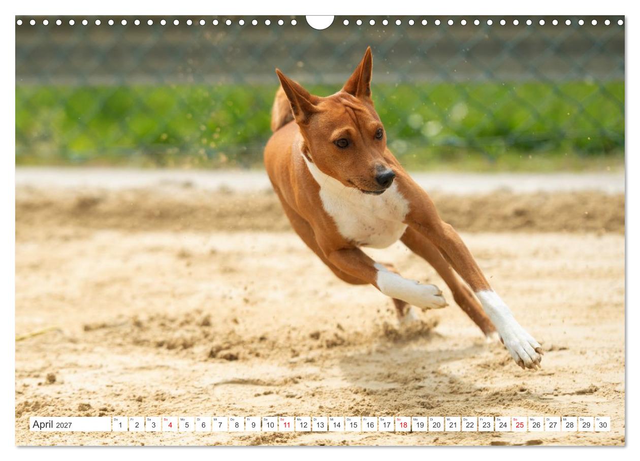 Vielseitige Basenjis