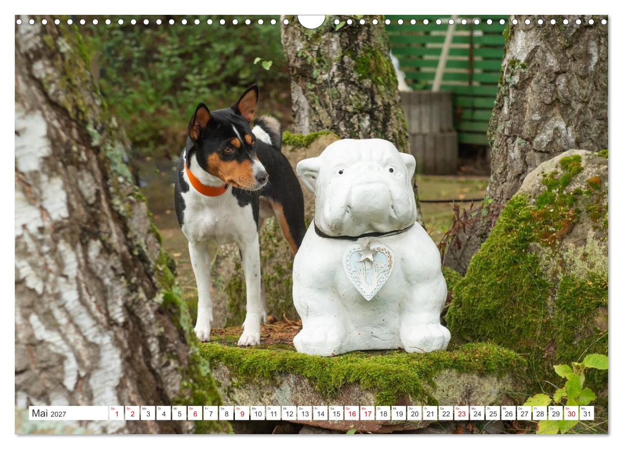 Vielseitige Basenjis