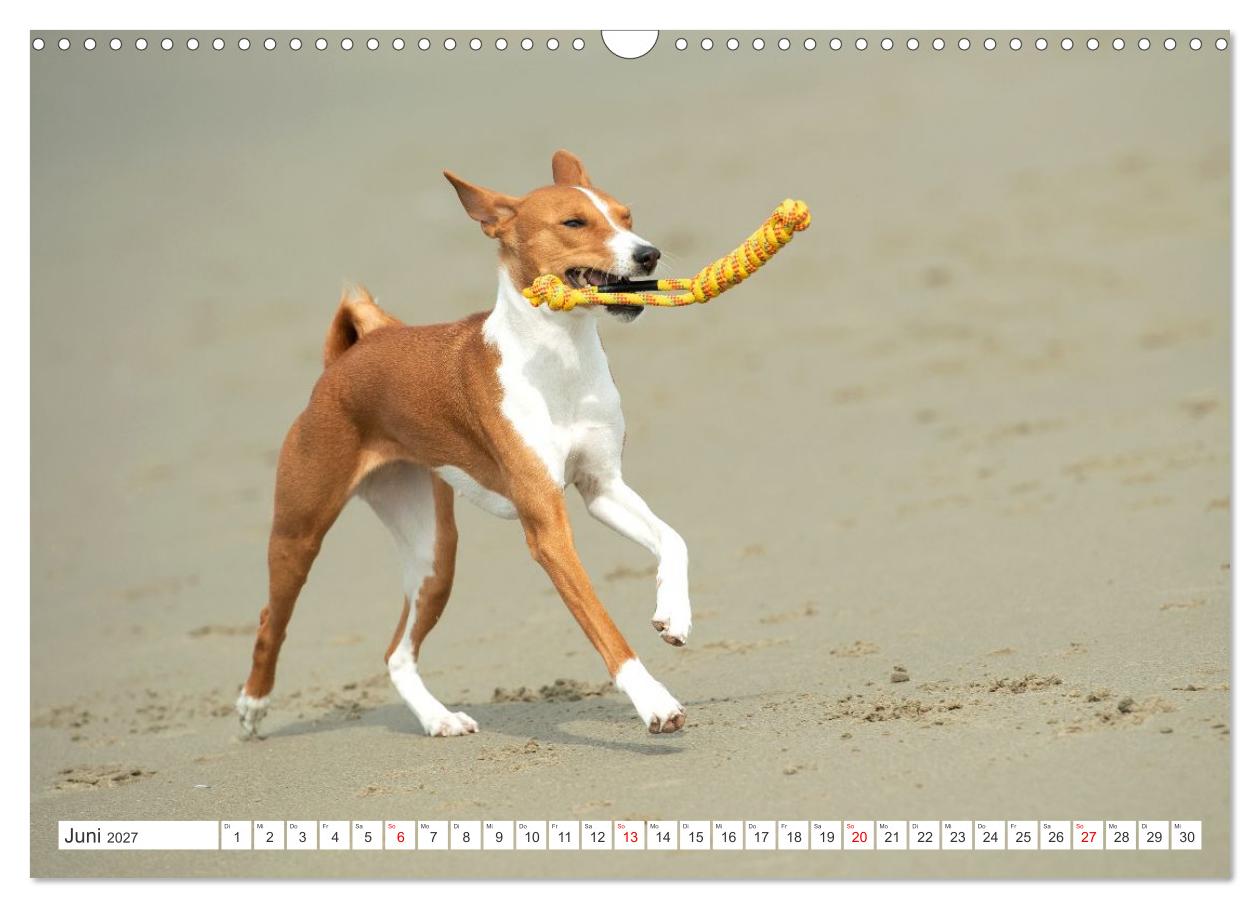 Vielseitige Basenjis