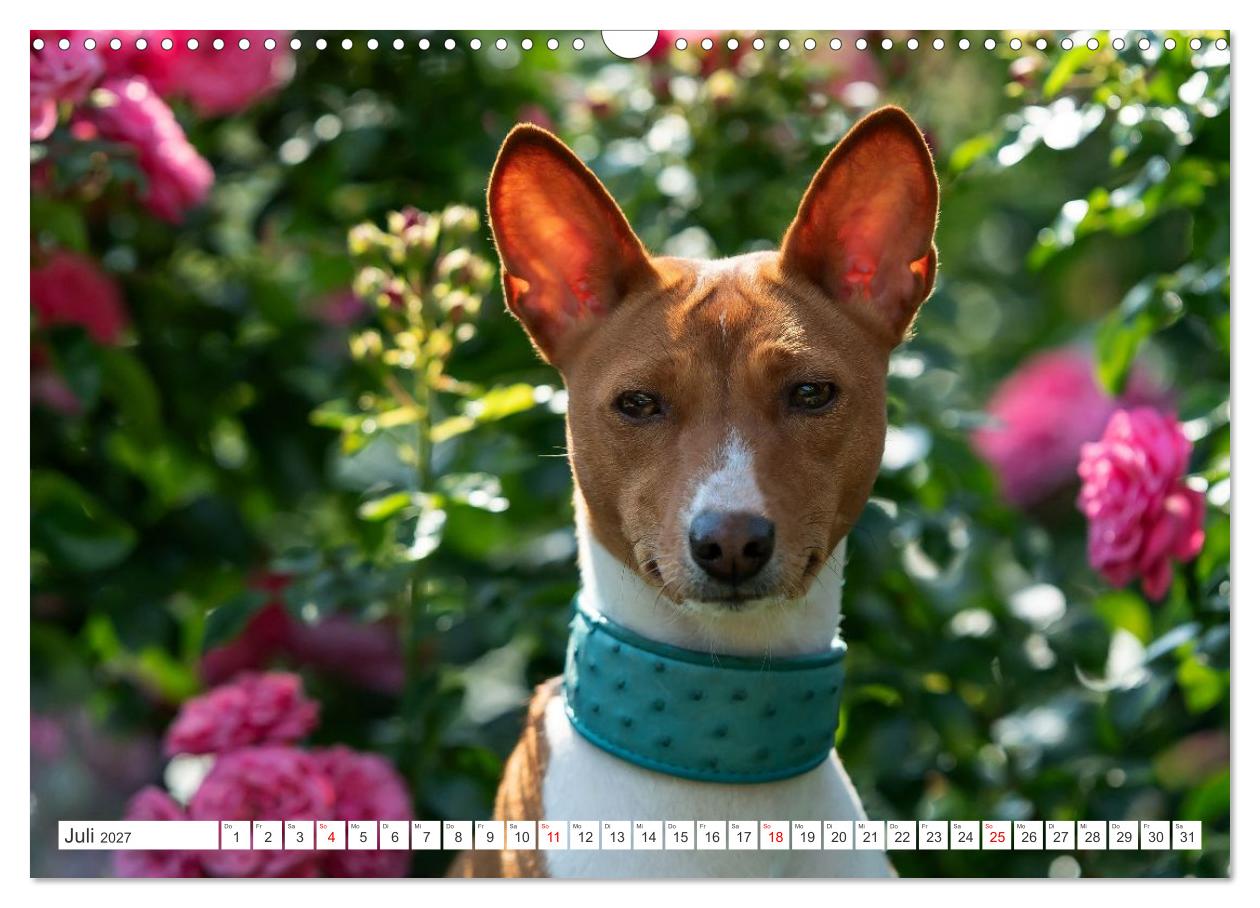 Vielseitige Basenjis