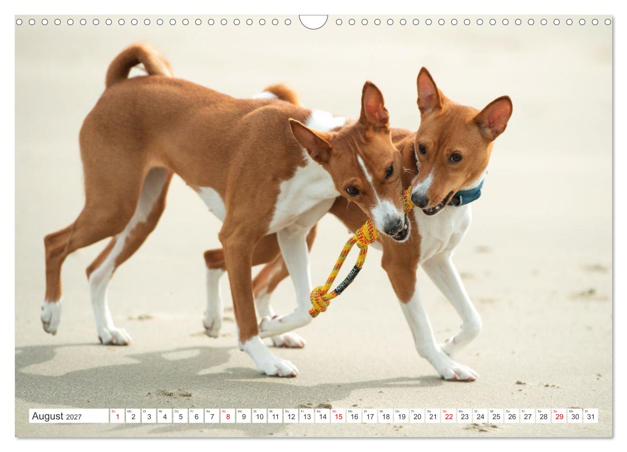 Vielseitige Basenjis