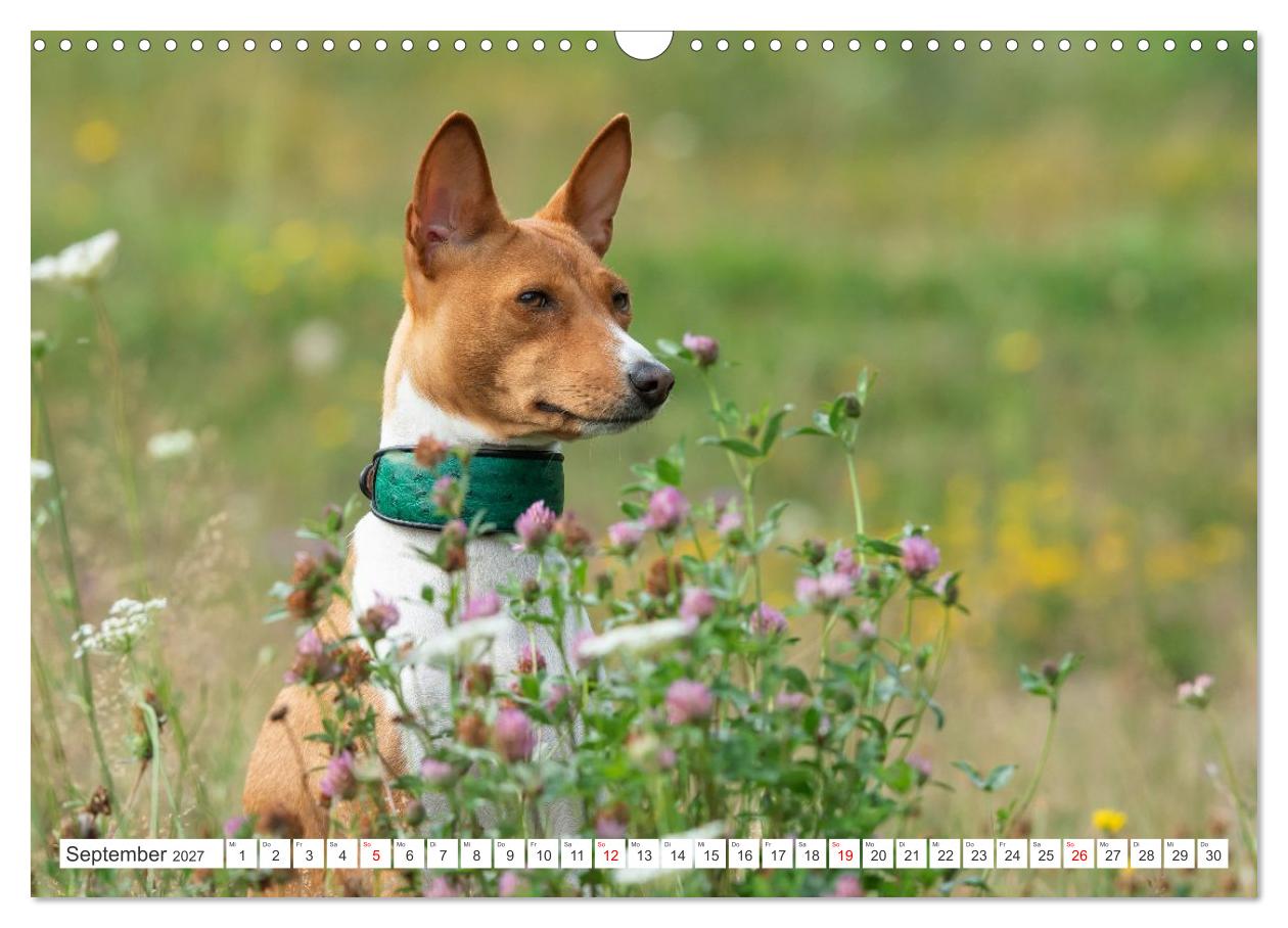 Vielseitige Basenjis