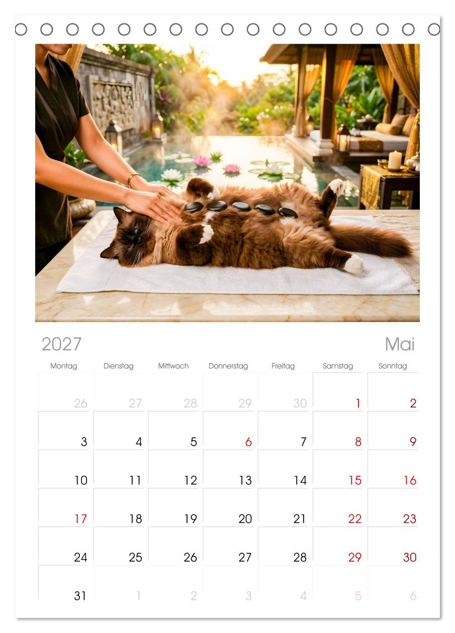 Alles für die Katze - Herrschaft Deluxe mit Charme und Wellness