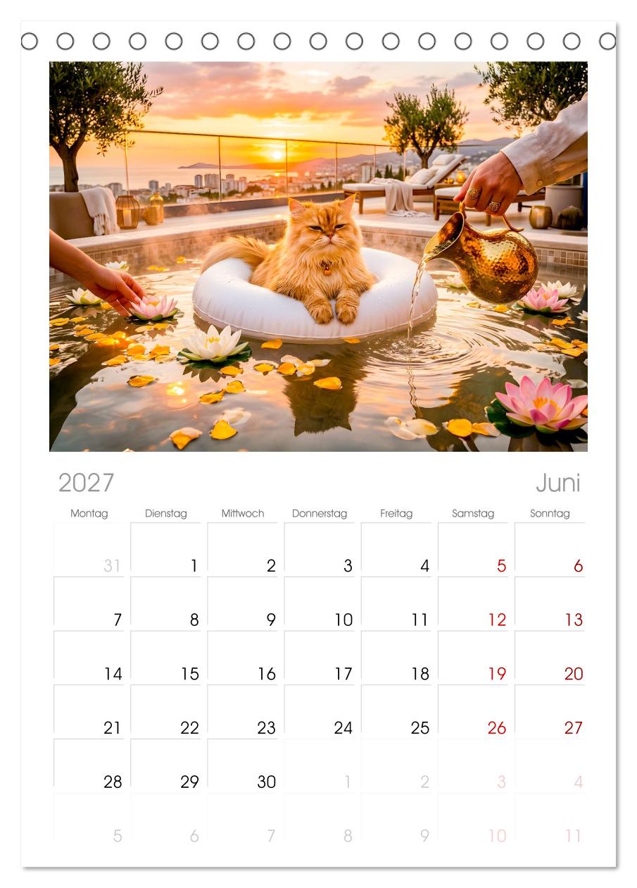 Alles für die Katze - Herrschaft Deluxe mit Charme und Wellness