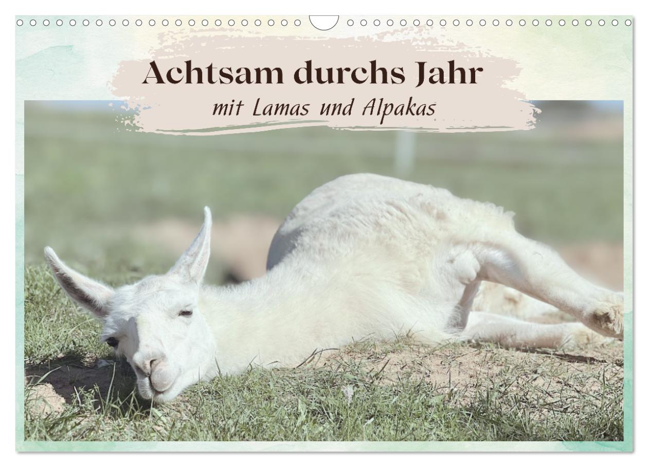 Achtsam durchs Jahr mit Lamas und Alpakas