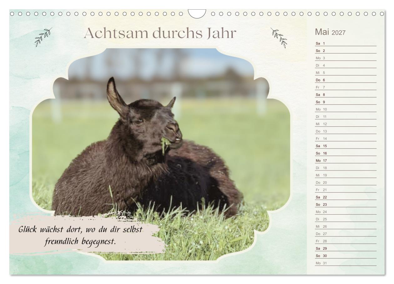 Achtsam durchs Jahr mit Lamas und Alpakas