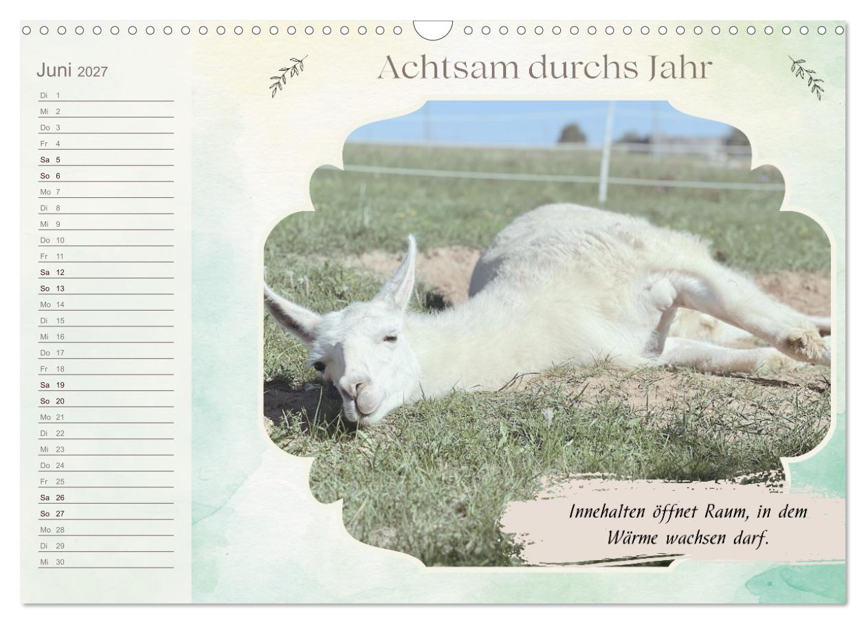 Achtsam durchs Jahr mit Lamas und Alpakas