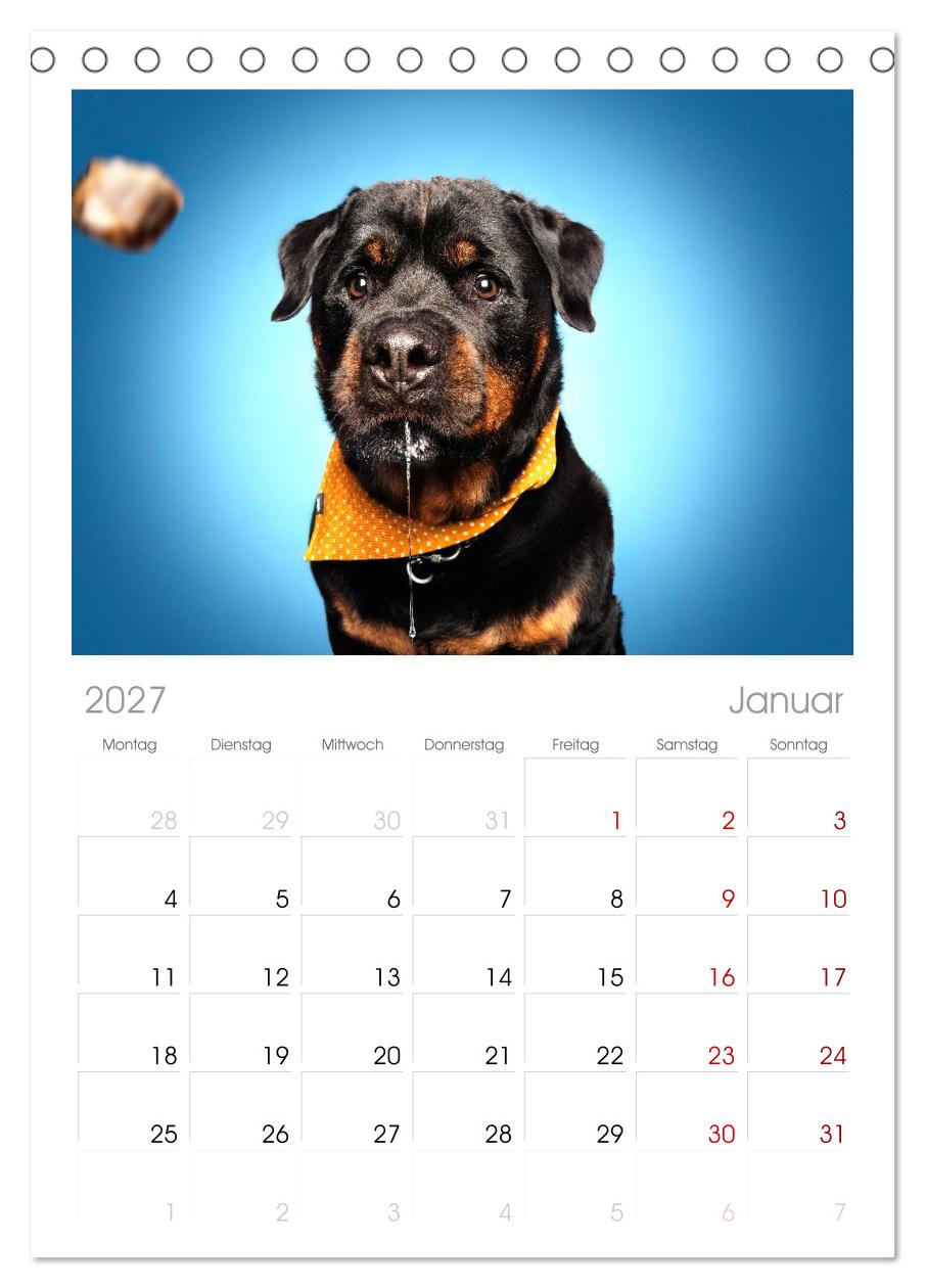 Hunde im Naschparadies ... wo jeder Monat zum Anbeißen ist