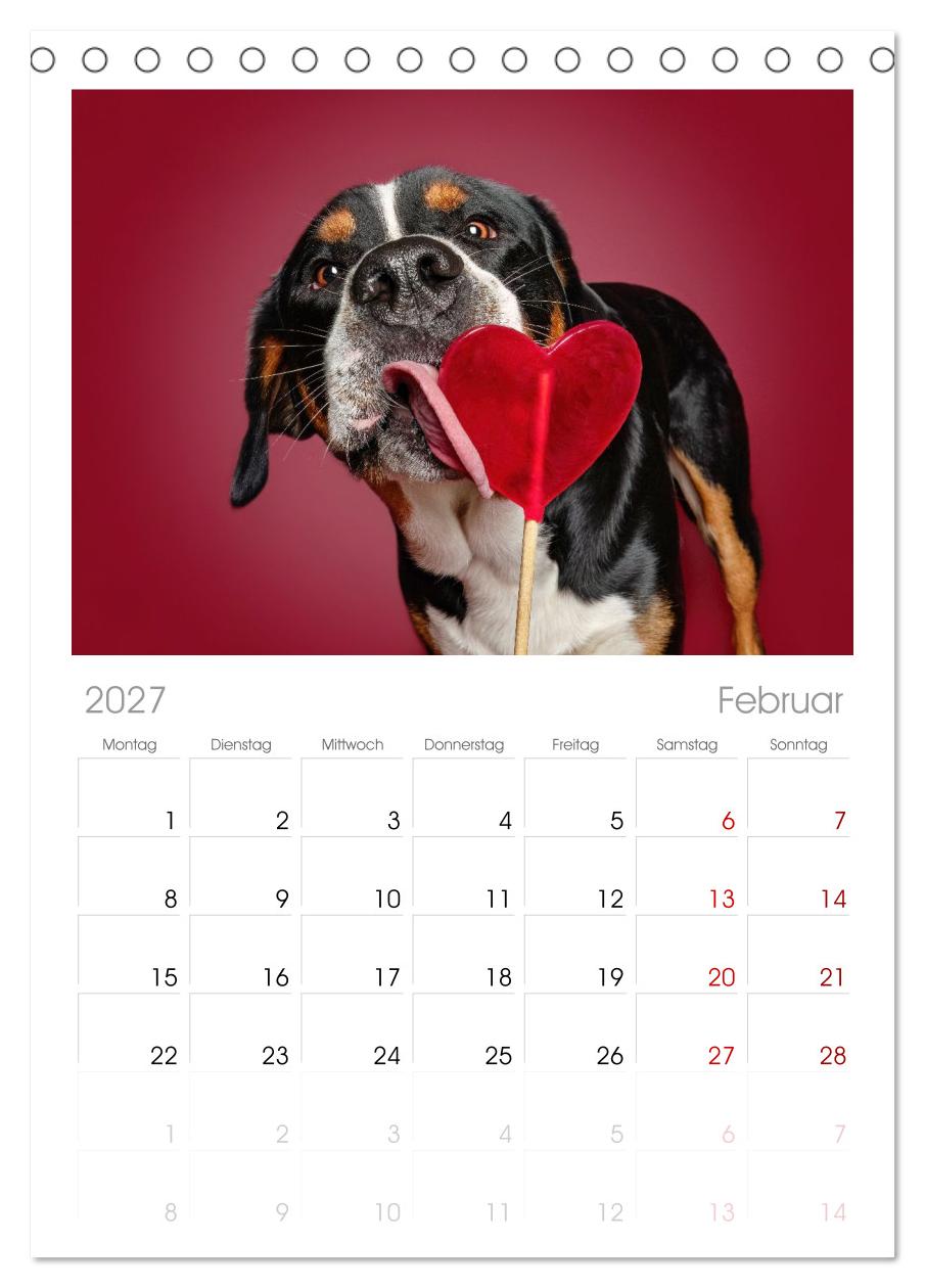Hunde im Naschparadies ... wo jeder Monat zum Anbeißen ist