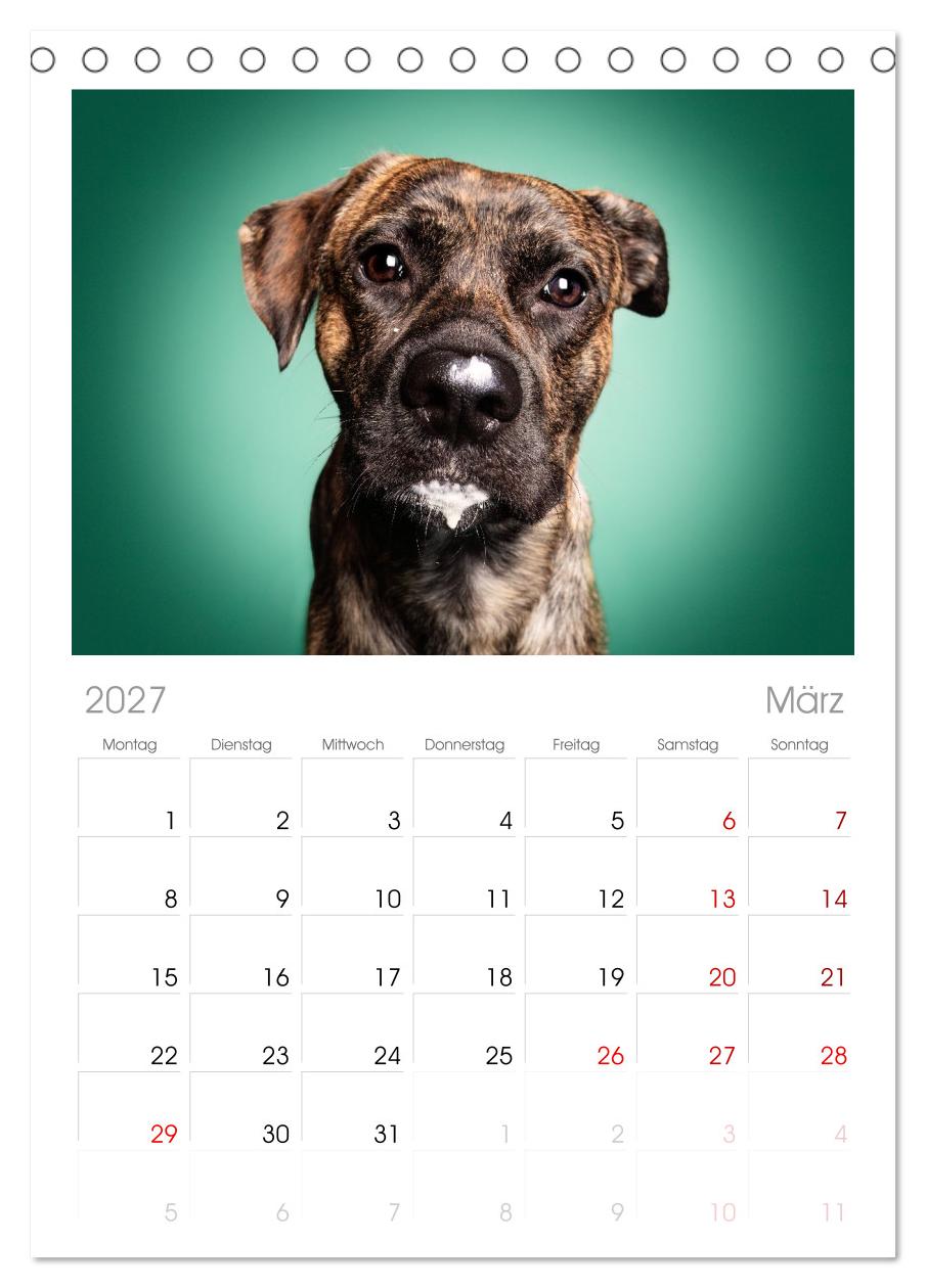 Hunde im Naschparadies ... wo jeder Monat zum Anbeißen ist