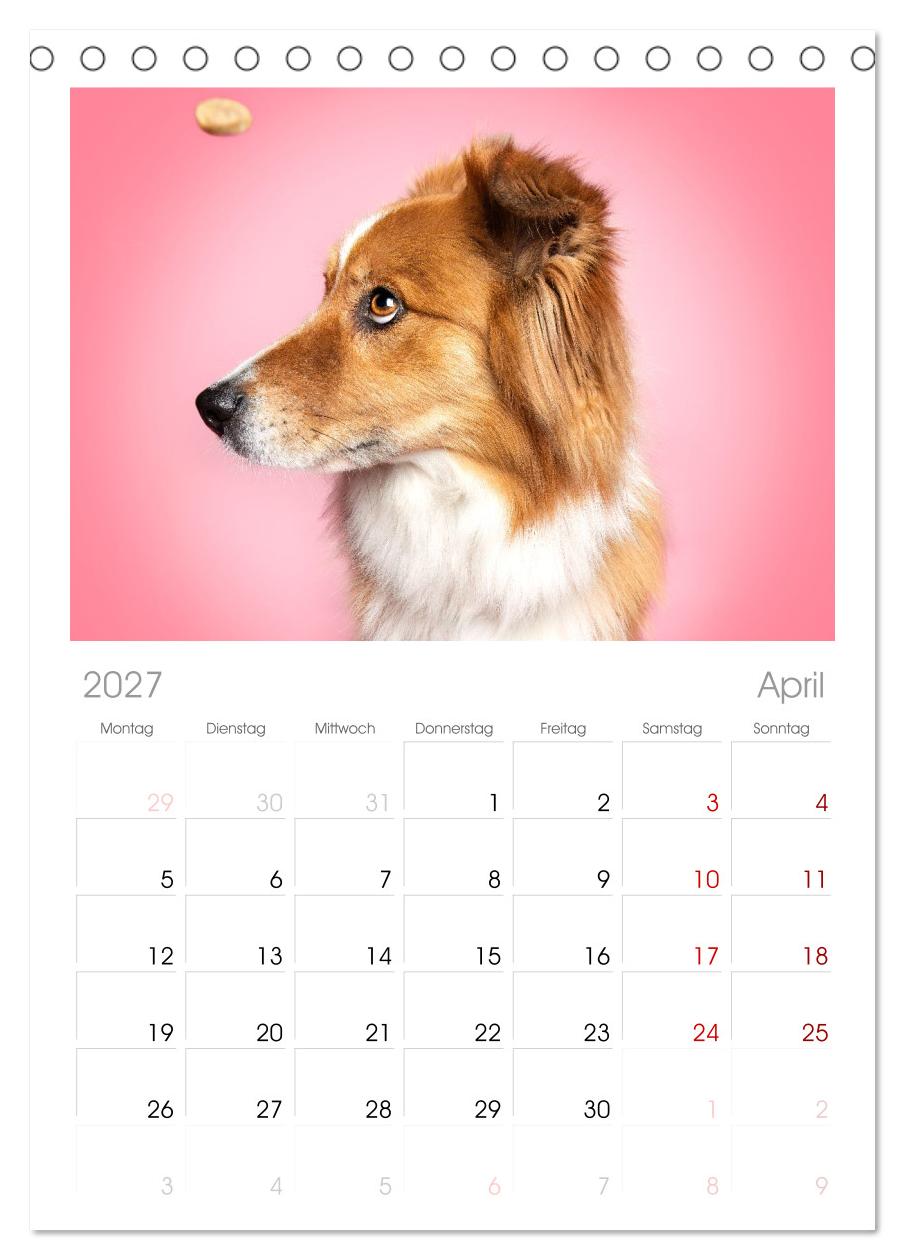 Hunde im Naschparadies ... wo jeder Monat zum Anbeißen ist