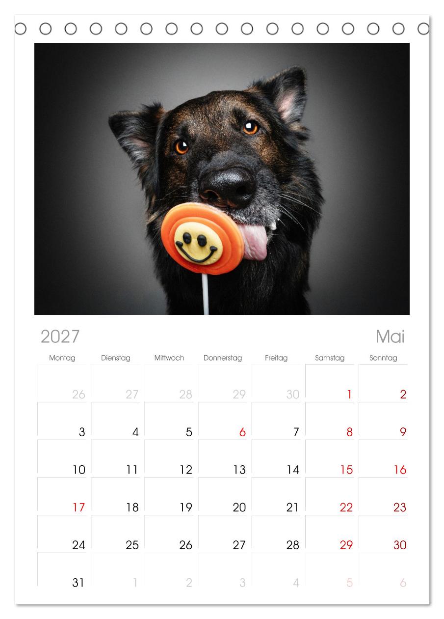 Hunde im Naschparadies ... wo jeder Monat zum Anbeißen ist