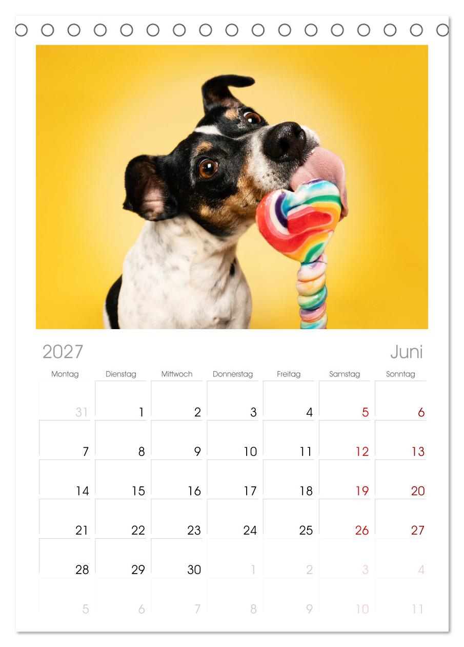 Hunde im Naschparadies ... wo jeder Monat zum Anbeißen ist