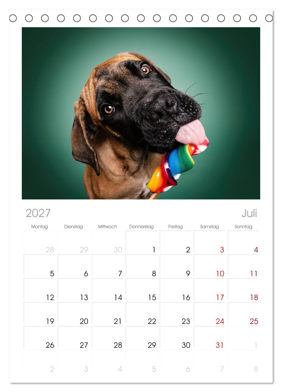 Hunde im Naschparadies ... wo jeder Monat zum Anbeißen ist
