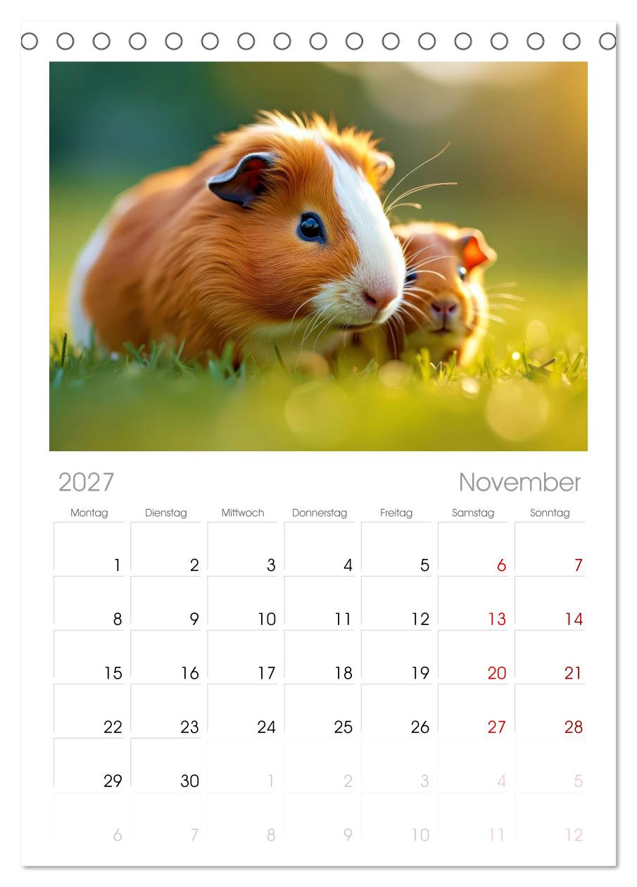 Süße Meerschweinchen