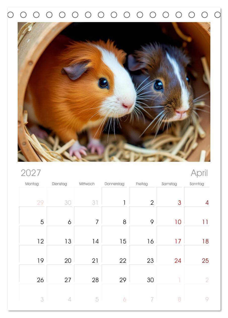 Süße Meerschweinchen