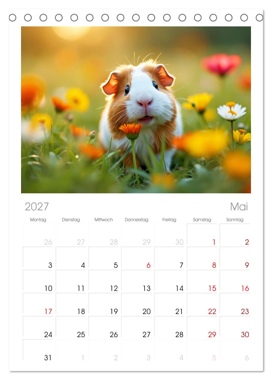 Süße Meerschweinchen