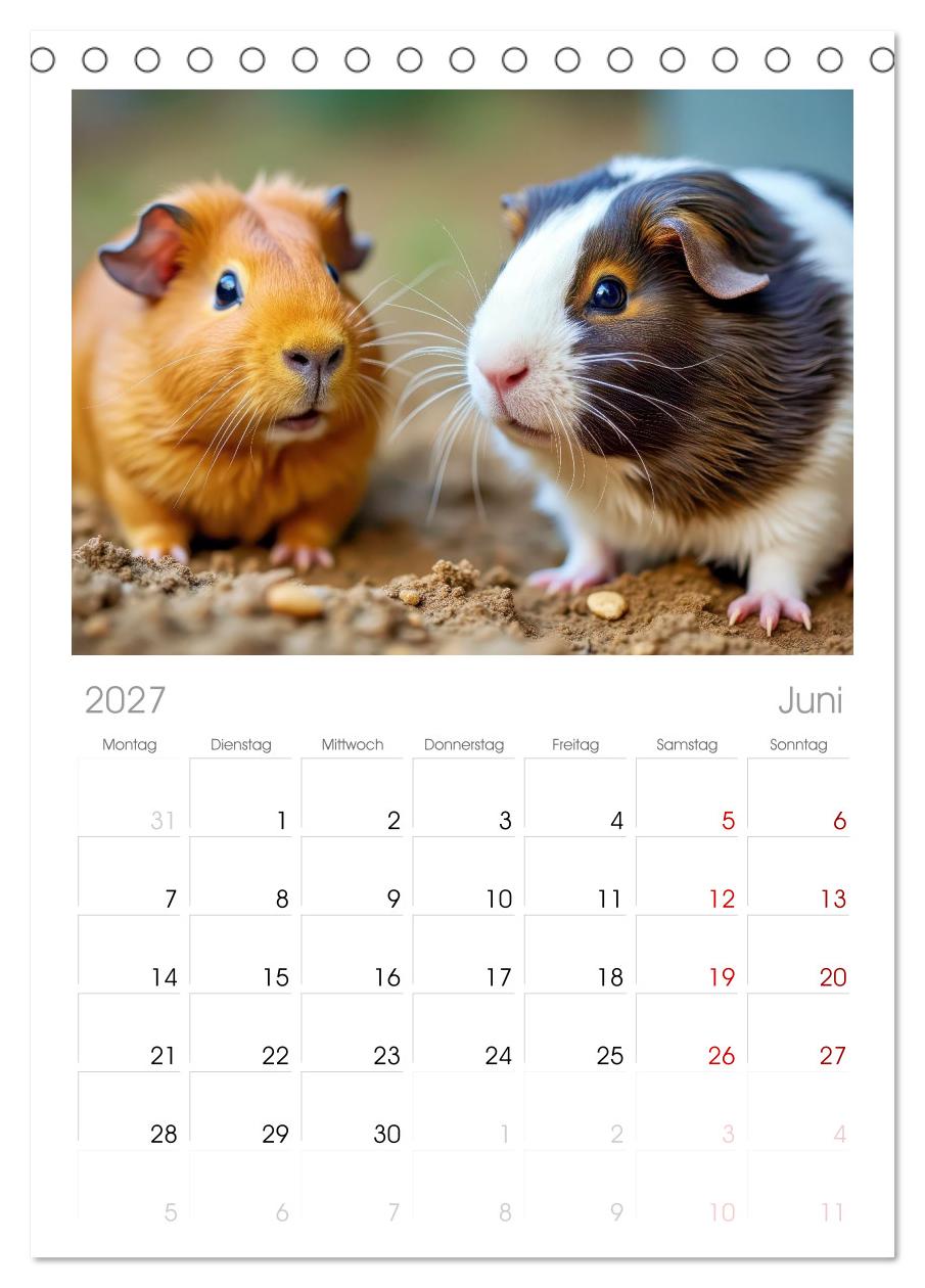 Süße Meerschweinchen