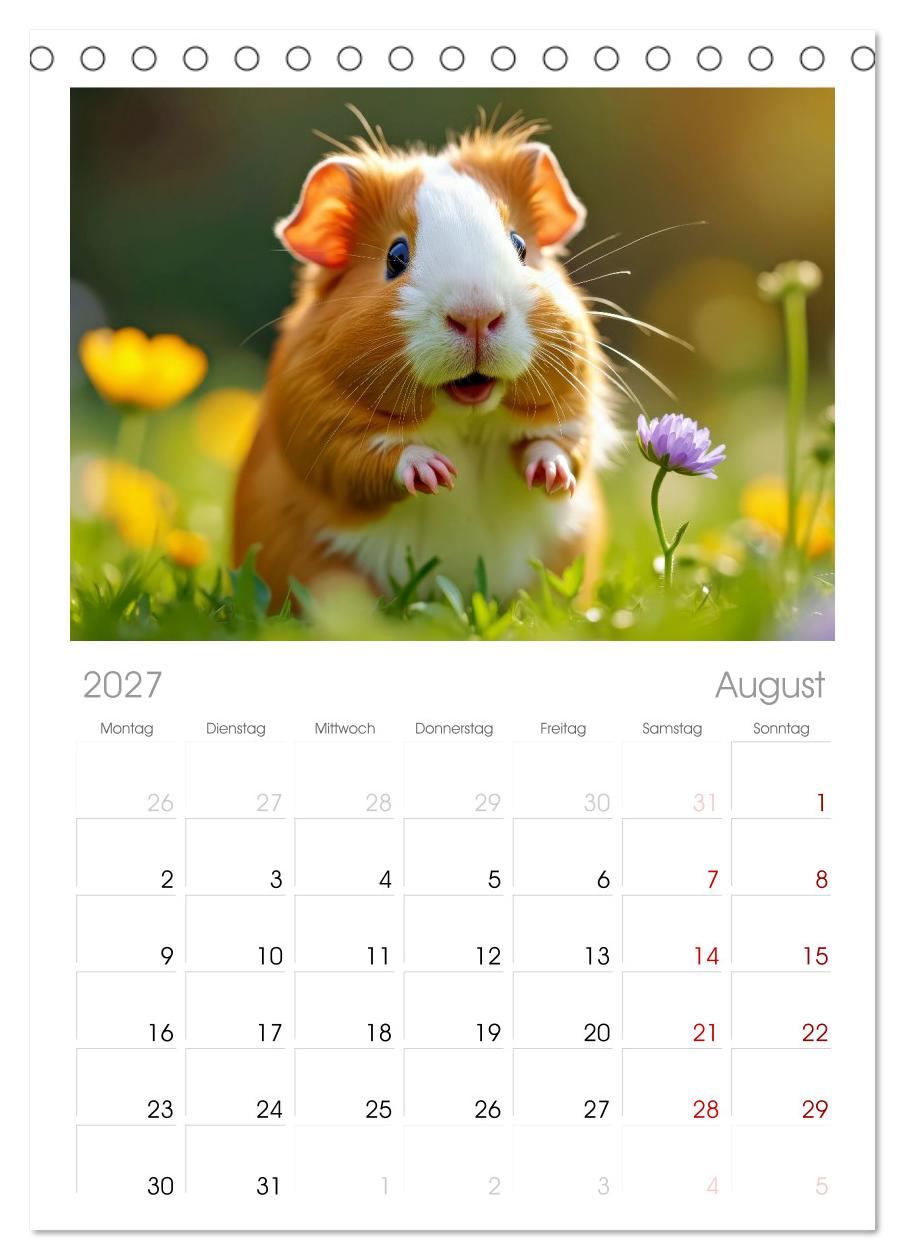 Süße Meerschweinchen