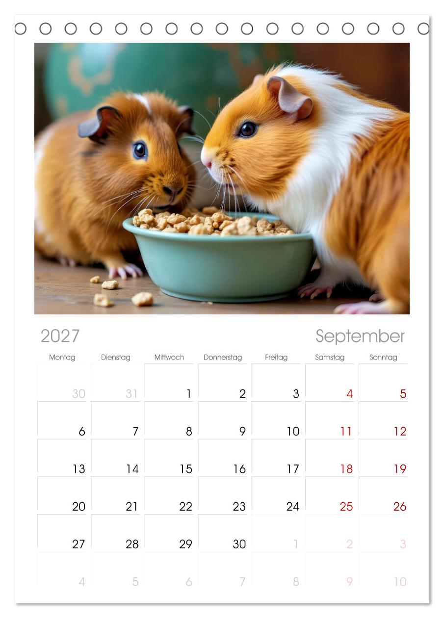 Süße Meerschweinchen