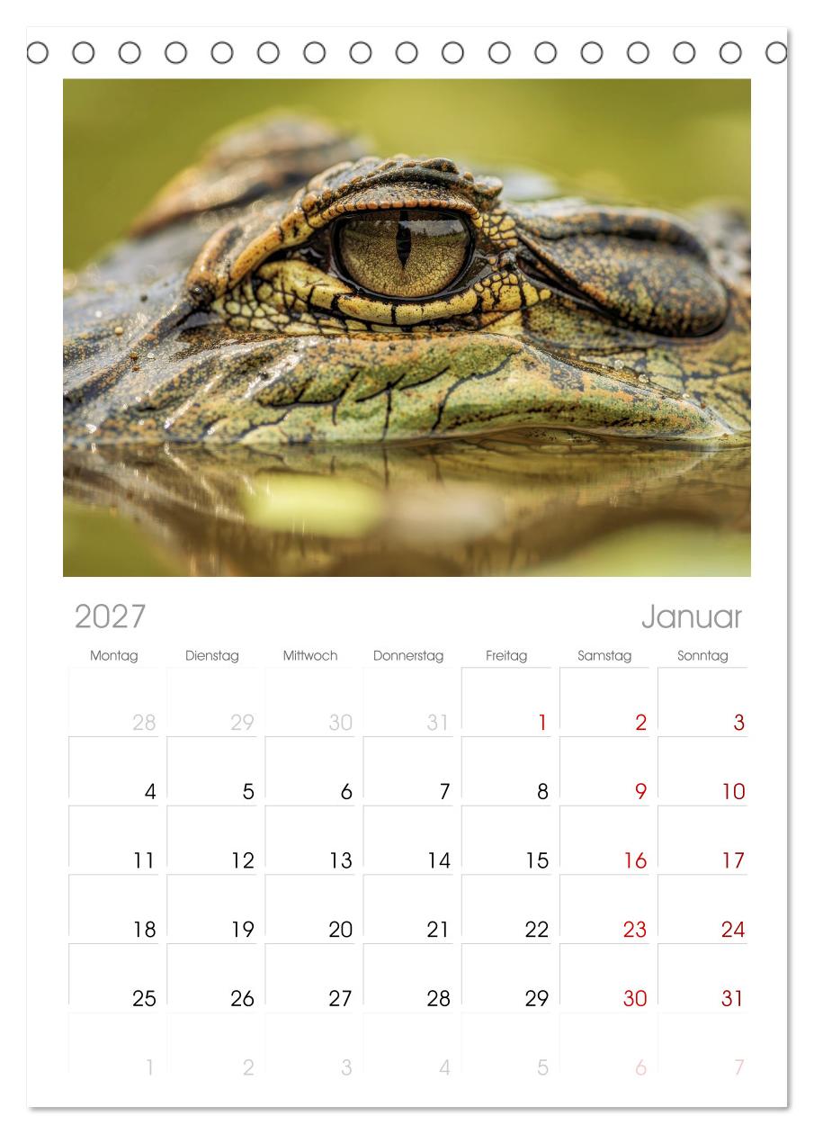 Die Augen der Wildnis