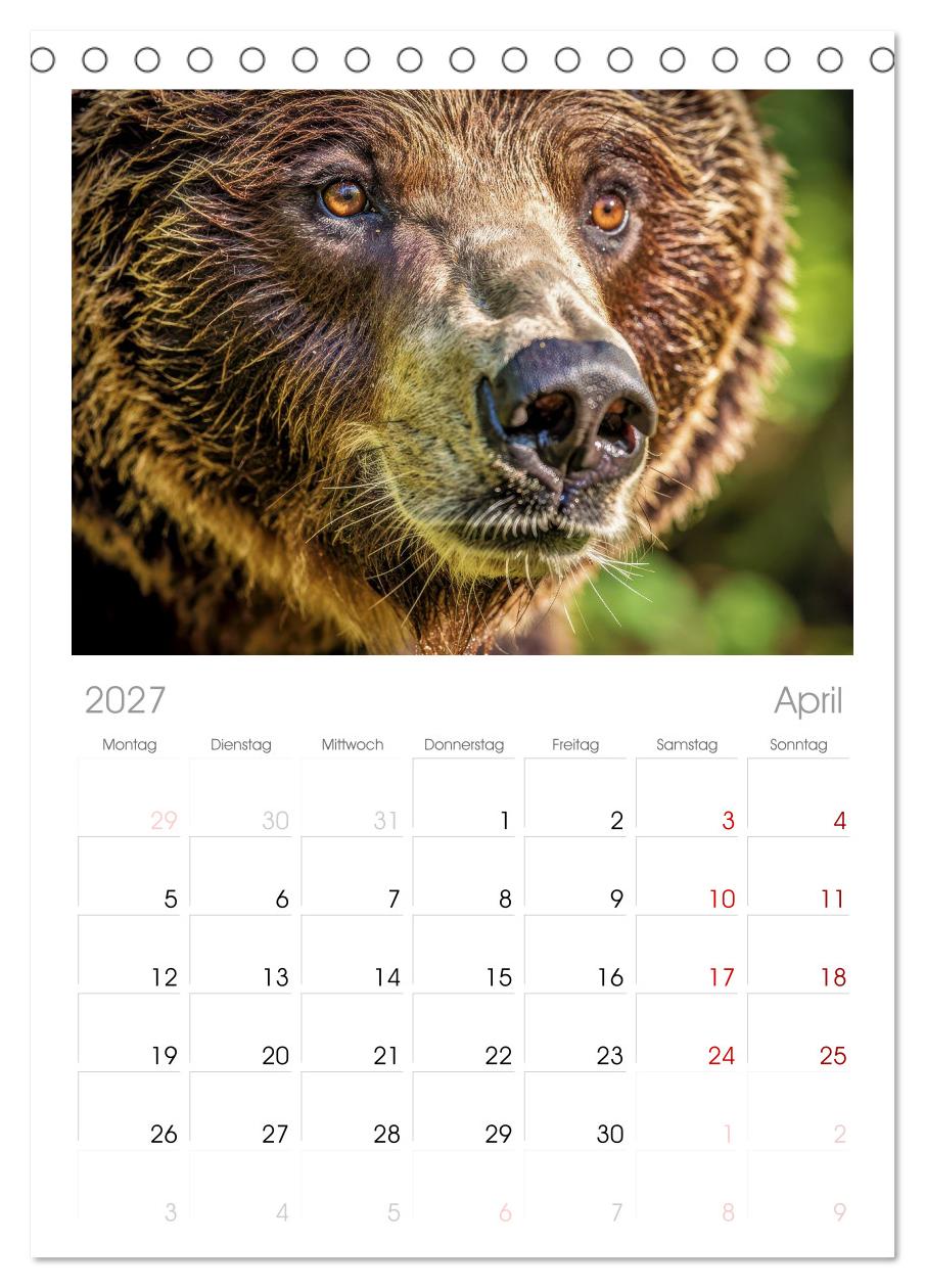Die Augen der Wildnis