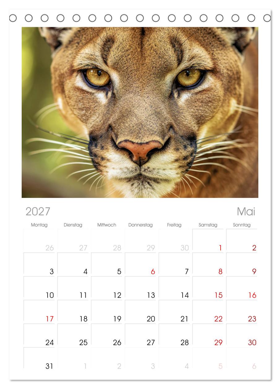 Die Augen der Wildnis