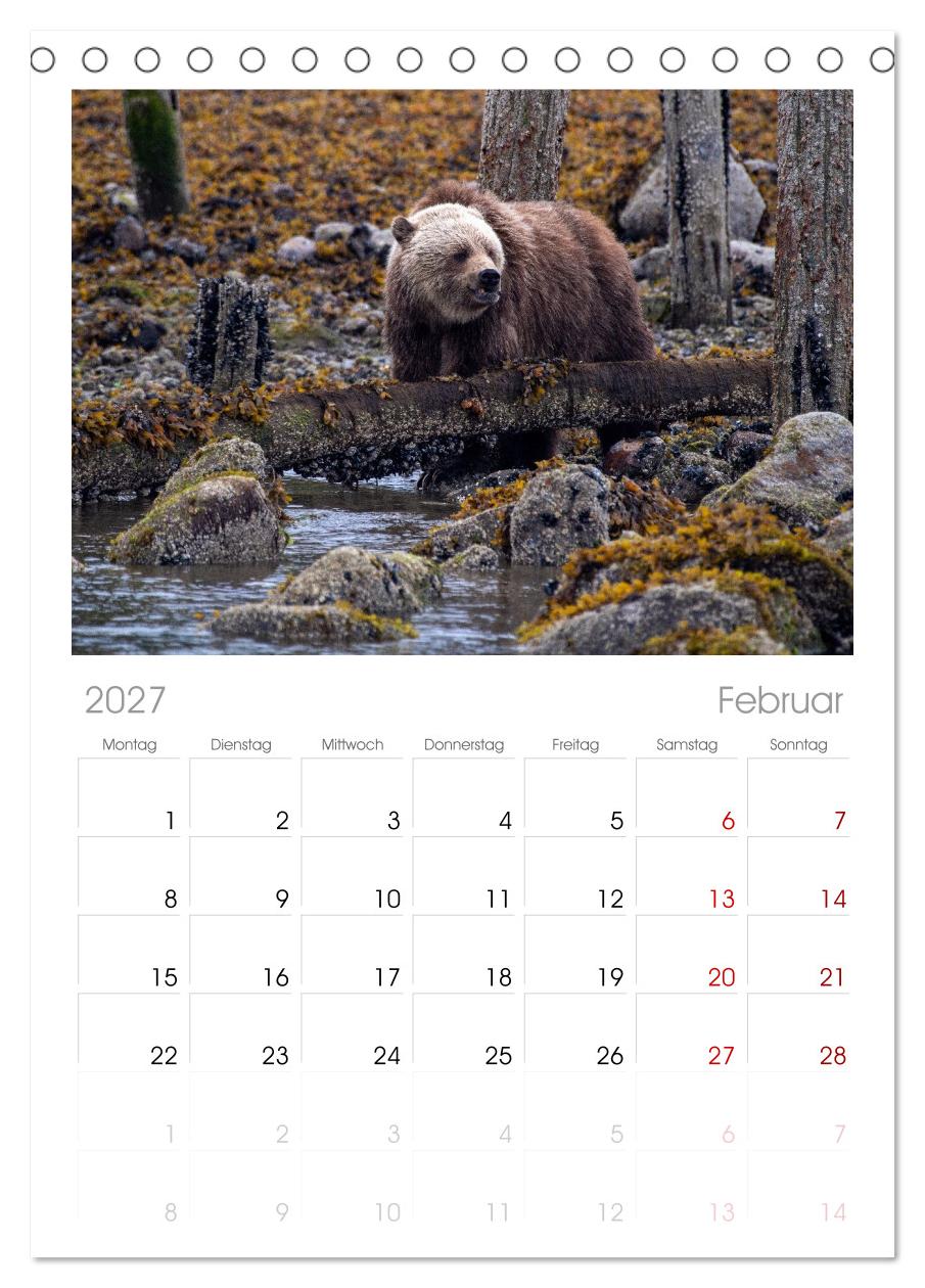 Grizzlys und Geisterbären - Glendale Cove, Kanada