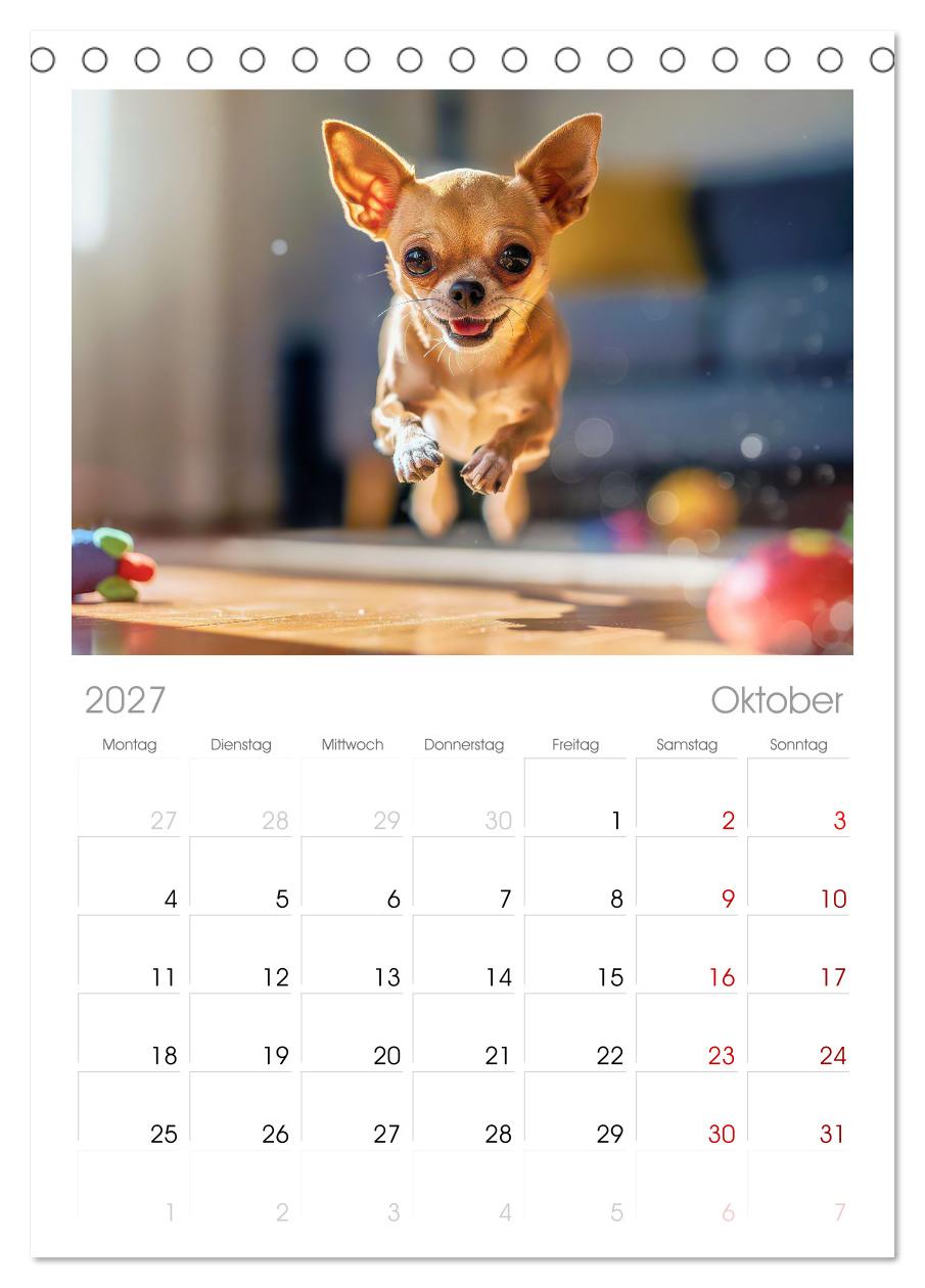 Zuckersüße Chihuahuas