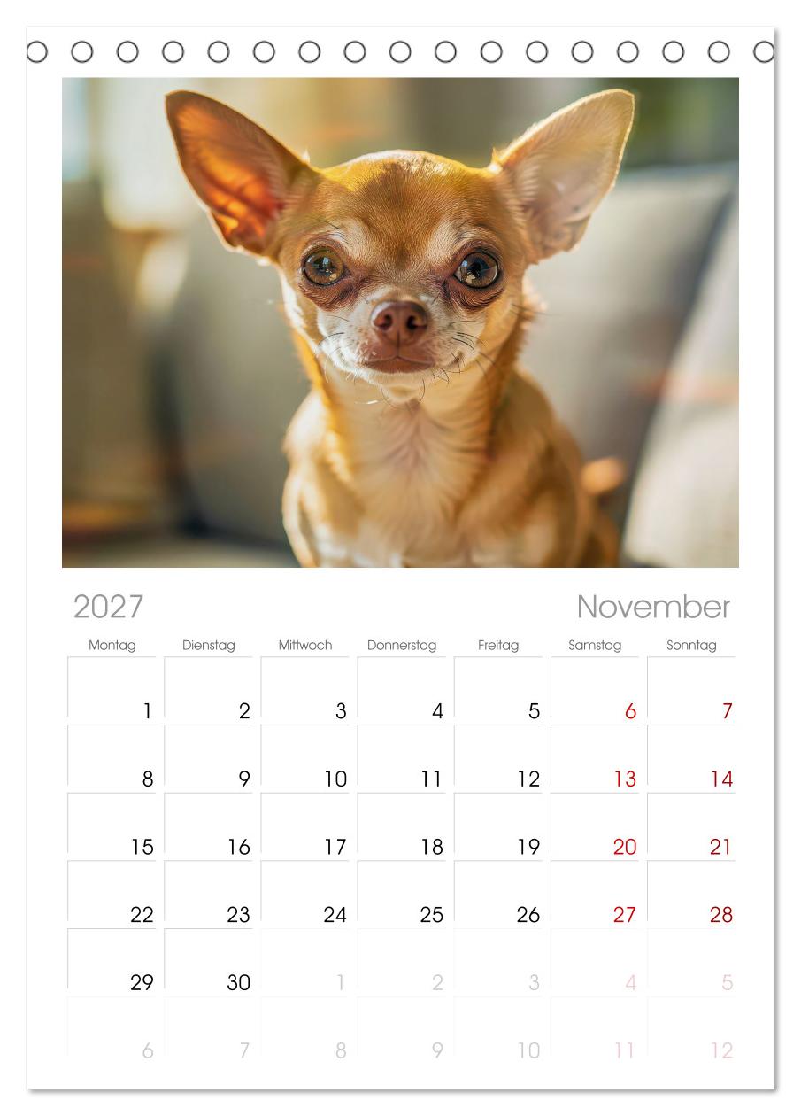 Zuckersüße Chihuahuas