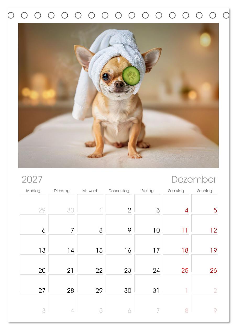 Zuckersüße Chihuahuas