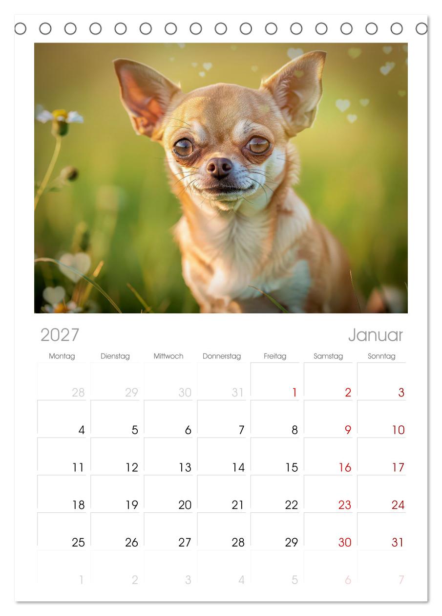 Zuckersüße Chihuahuas