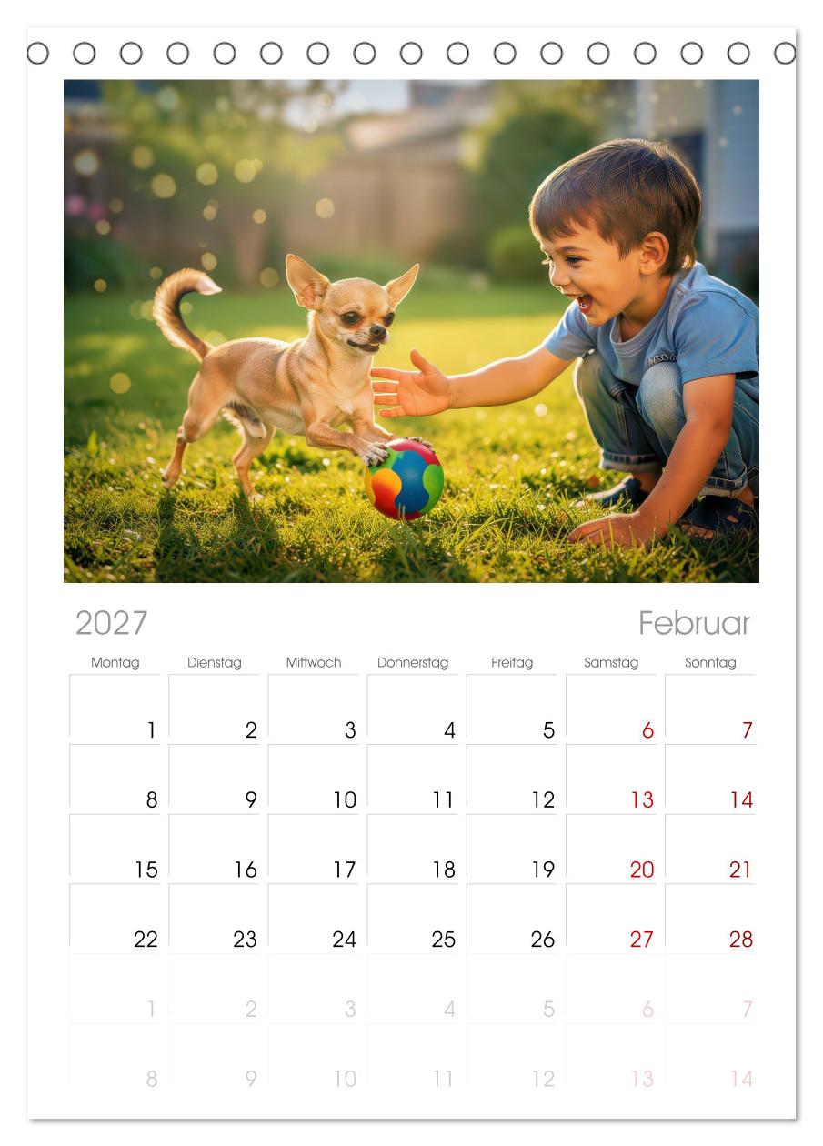 Zuckersüße Chihuahuas