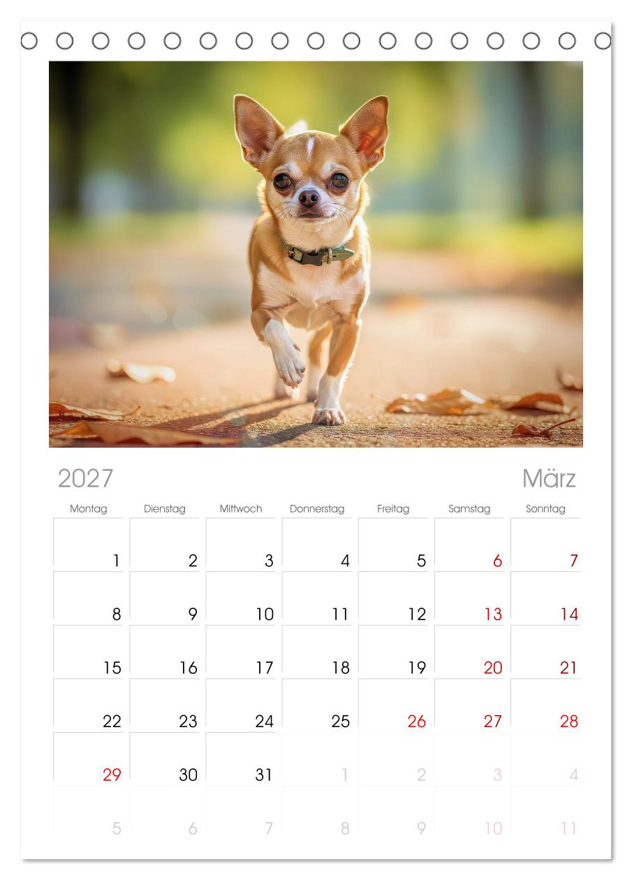 Zuckersüße Chihuahuas