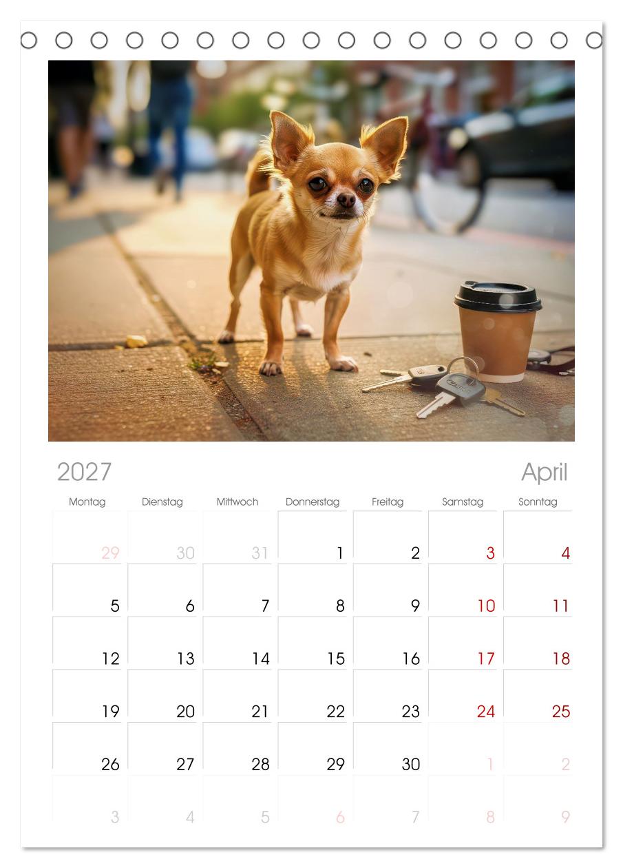Zuckersüße Chihuahuas