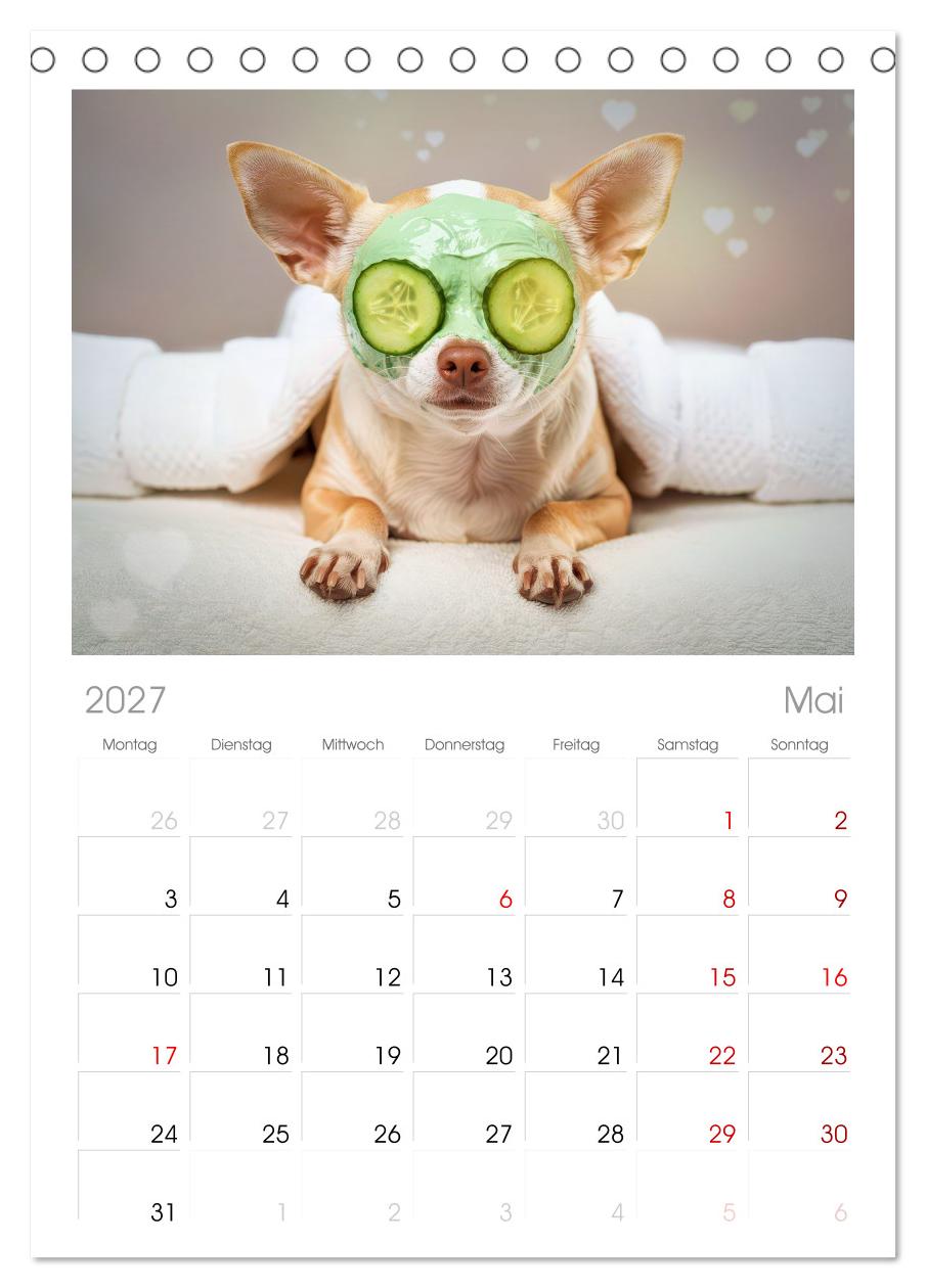 Zuckersüße Chihuahuas