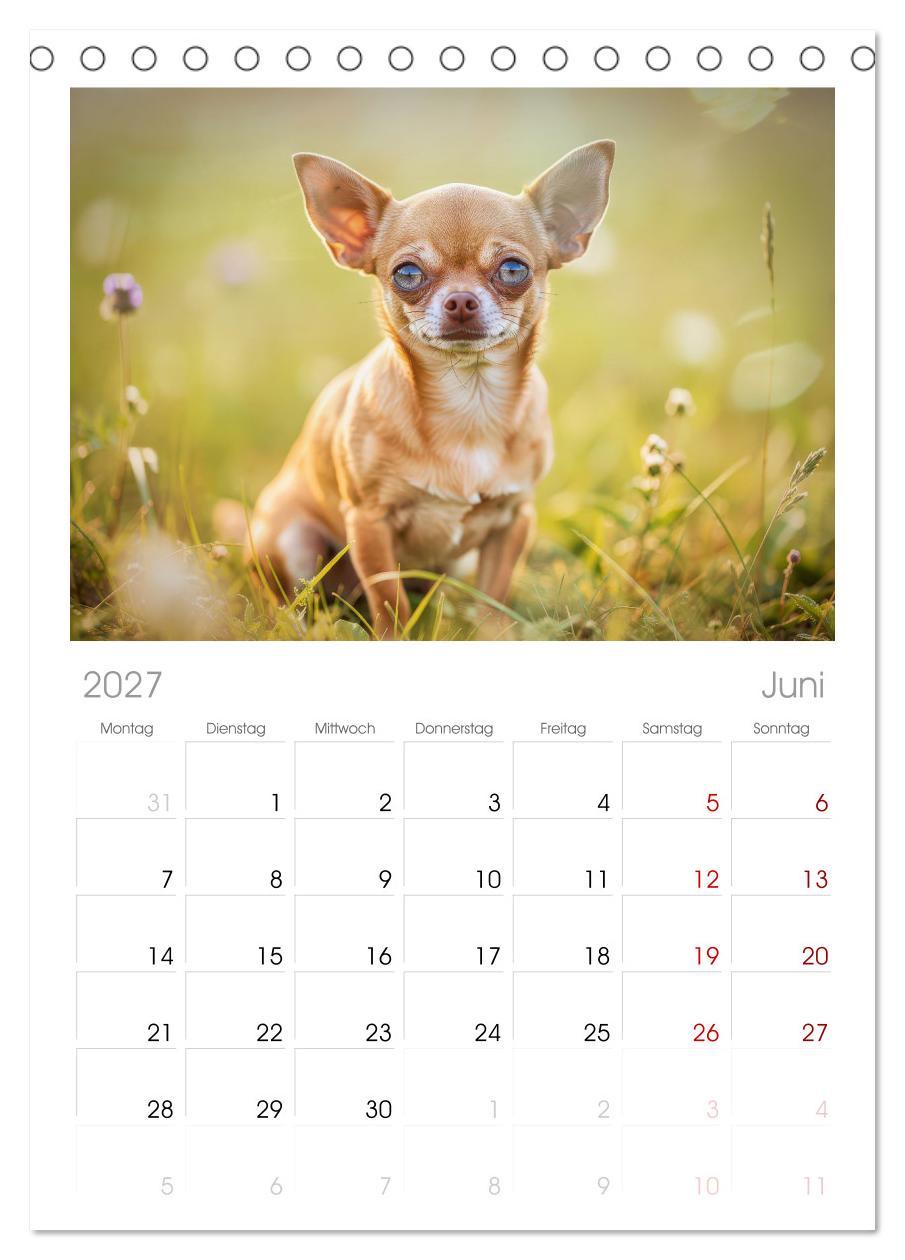 Zuckersüße Chihuahuas