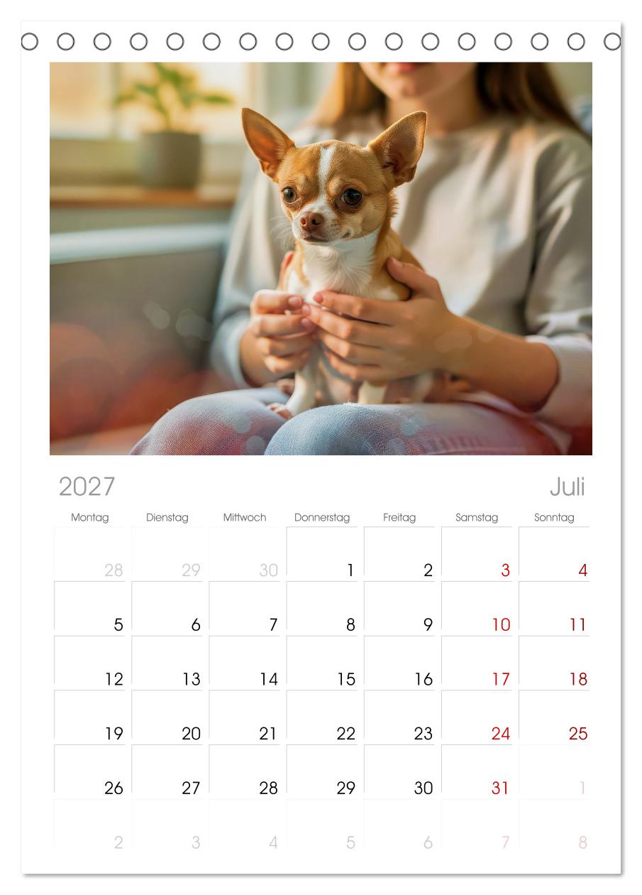 Zuckersüße Chihuahuas